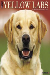 Just Yellow Labs 2018 Wall Calendar (Dog Breed Calendar)