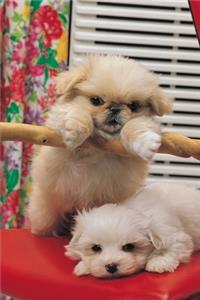 2020 Weekly Planner Cute Puppies Playing 134 Pages