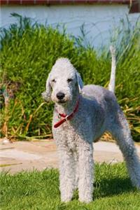 Bedlington Terrier Standing Tall in the Grass Journal