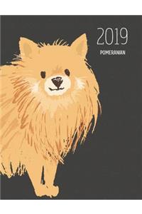 2019 Pomeranian