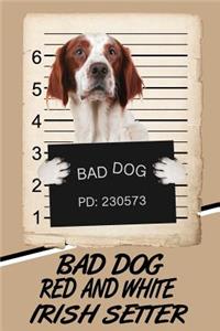 Bad Dog Red and White Irish Setter