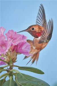 Hummingbird Journal