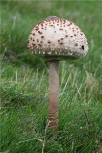 Young Parasol Mushroom in the Grass Journal