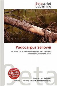 Podocarpus Sellowii