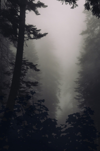 Echoed Silence