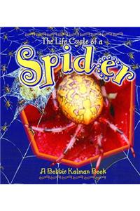 The Life Cycle of a Spider
