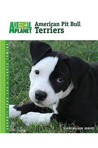 American Pit Bull Terriers