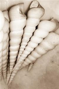 Dreamy Spiral Seashells Journal