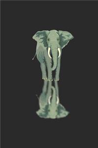 Elephant Reflection