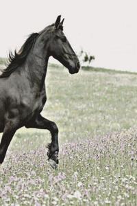 Black Friesian: Artified Pets Horse Journal/Notebook/Diary with Wraparound Cover Image