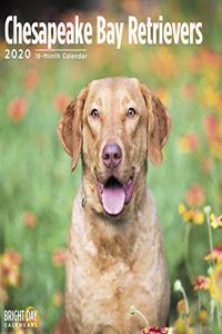CHESAPEAKE BAY RETRIEVERS 2020