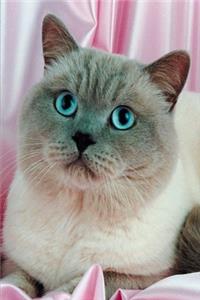 2020 Weekly Planner Blue Eyed Cat Photo 134 Pages