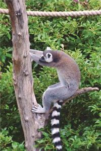 Ring-Tailed Lemur Trying to Pull Down a Tree Journal