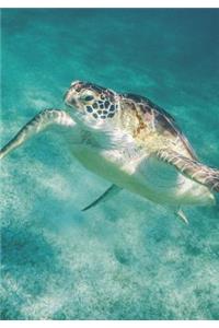 2019 Appointment Calendar: 2019 Daily Planner Goal Planner Sea Turtle