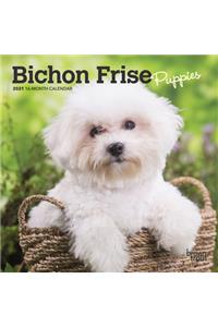 Bichon Frise Puppies 2021 Mini 7x7
