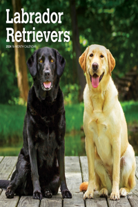Labrador Retrievers 2024 Square