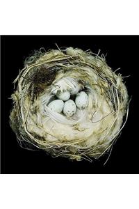 Nests