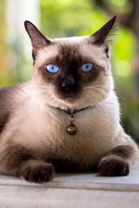 Siamese