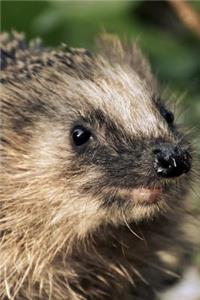 Smiling Hedgehog Portrait Journal