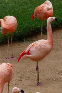 Pink Flamingos Bird Journal