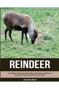 Reindeer