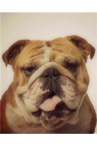 Bulldog