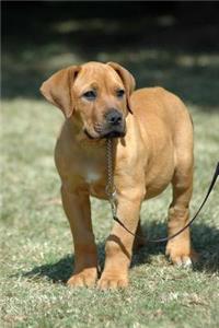 Boerboel South African Mastiff Puppy Dog Journal