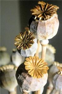 Dried and Bleached Poppy Seed Pods Nature Journal