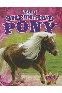 Shetland Pony