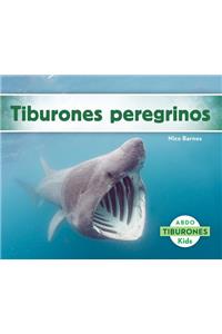 Tiburones Peregrinos (Basking Sharks)