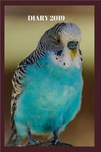 Blue Budgies - Daily Diary 2019