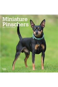 Miniature Pinschers 2020 Square Wall Calendar