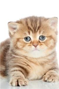 British Shorthair Notebook, Diary, Journal. Productivity Work Planner & Idea Notepad