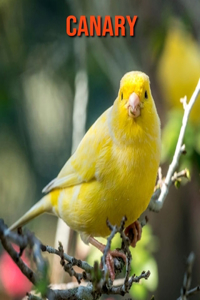 Canary