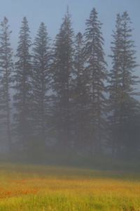 School Composition Book Evergreen Trees Field Mist Haze Fog