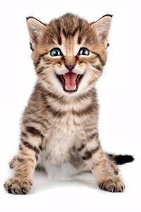 Cute Kitten