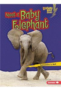 Meet a Baby Elephant