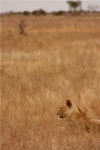 Find the Lion in the Grass Journal
