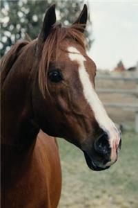 Equine Journal Arabian At Pasture