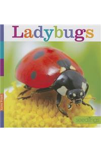 Ladybugs