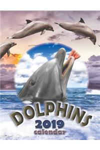 Dolphins 2019 Calendar