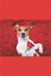 Valentine Dog