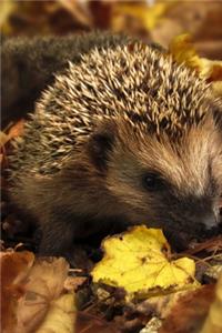 Ein Igel wandert durch das Laub Kalender