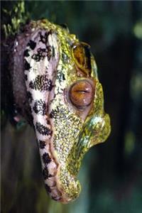 Profile of a Caiman in the Swamp Journal