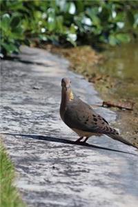 Common Ground Dove (Columbina Passerina) Journal