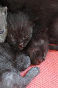 British Shorthair Kitten Notebook