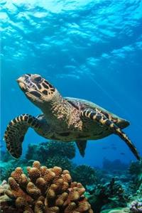 Turtle Notebook