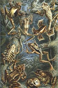 Haeckel Scientific Biological Art Notebook