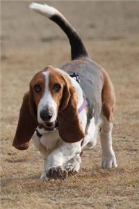 Basset Hound Notebook