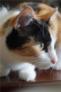 A Curious Calico Cat Journal